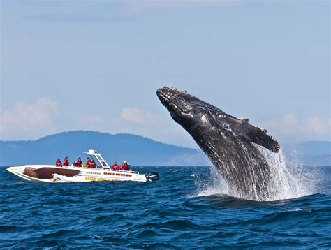 whalw watching|Iba pa.
